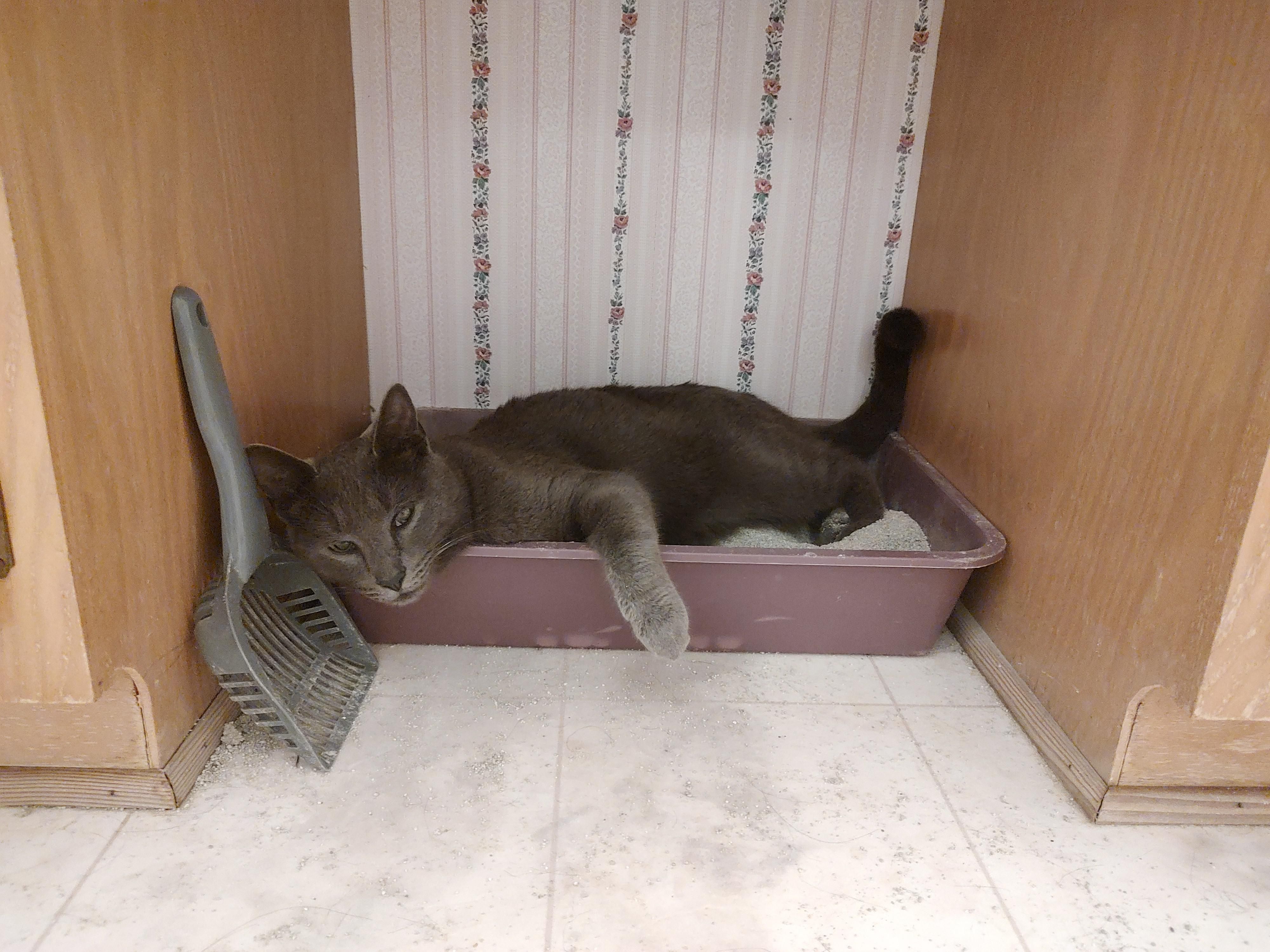 i don't think the cat understands the litter box