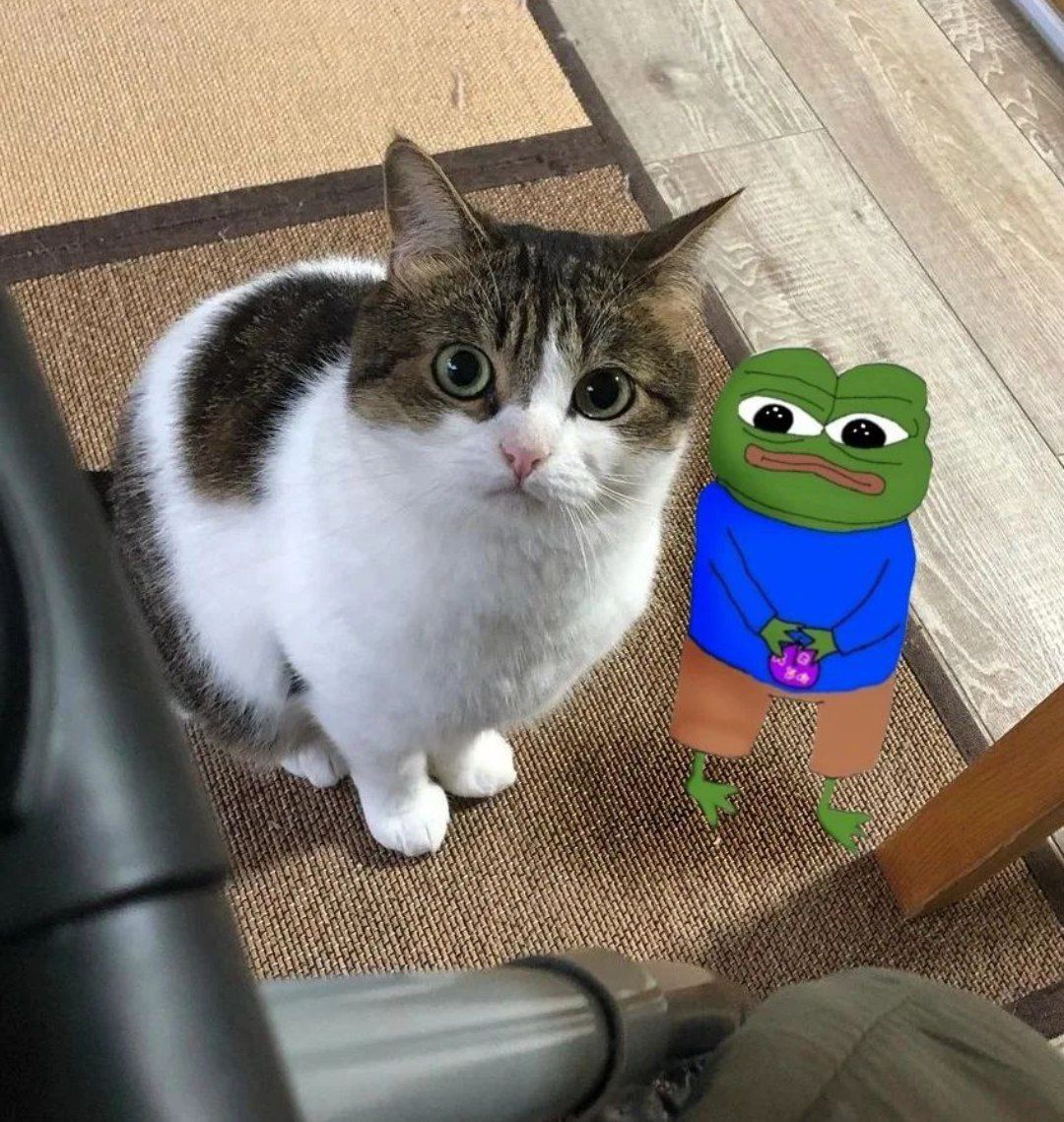 POV: You are about to adopt a frog