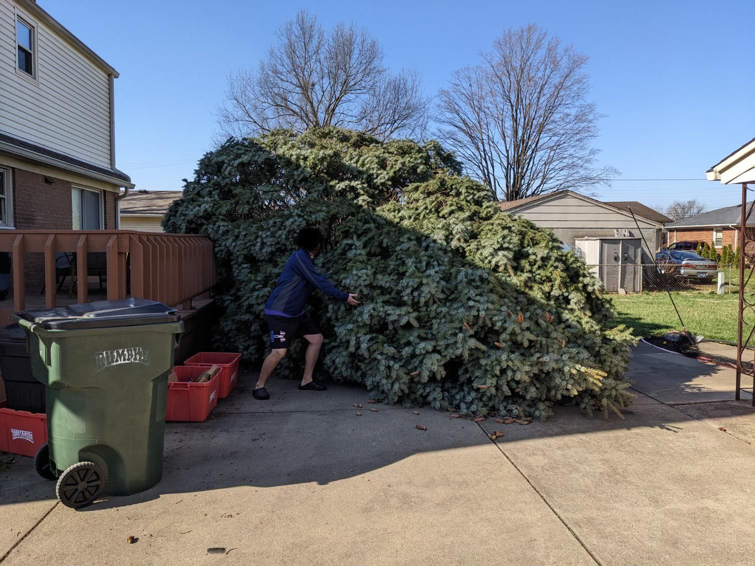 Windstorm took down the tree in my brother’s back yard. He sent this picture to the family with the caption “It's a real beaut Clark! Someone help me get it inside!”