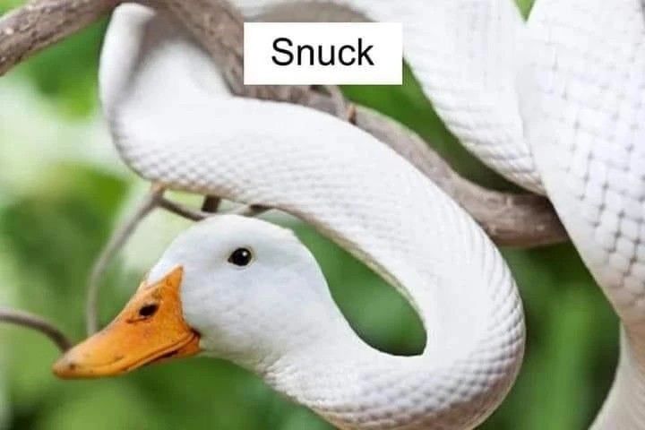 I do not like the cobra chicken