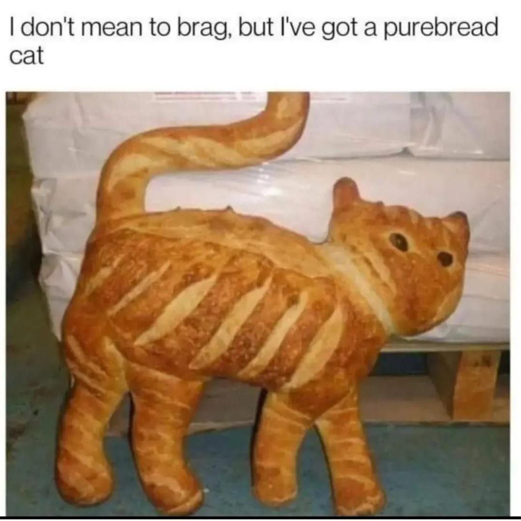 cat-loaf