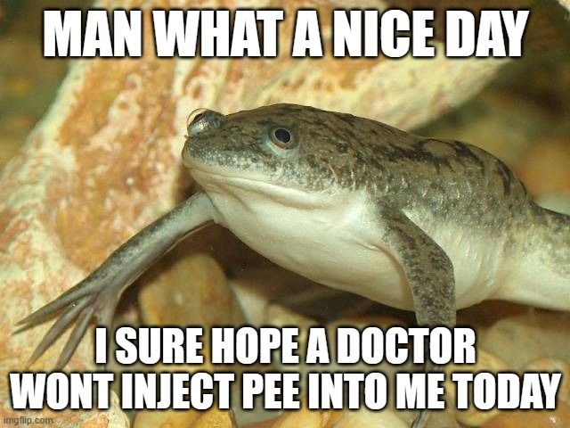 during the 1940's African Clawed Frogs were used as a pregnancy test by injecting them with pee
