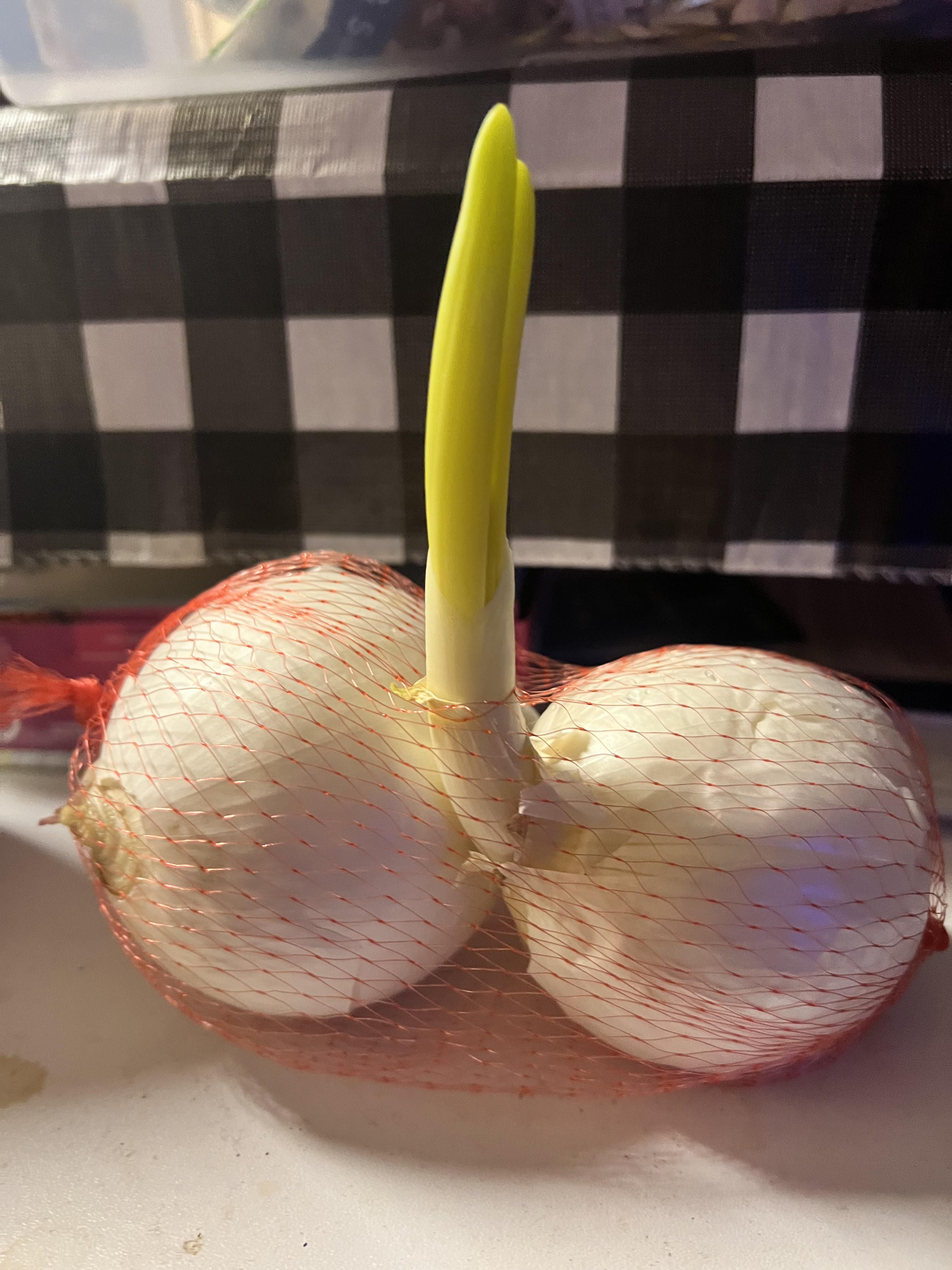 This onion is really blooming’!