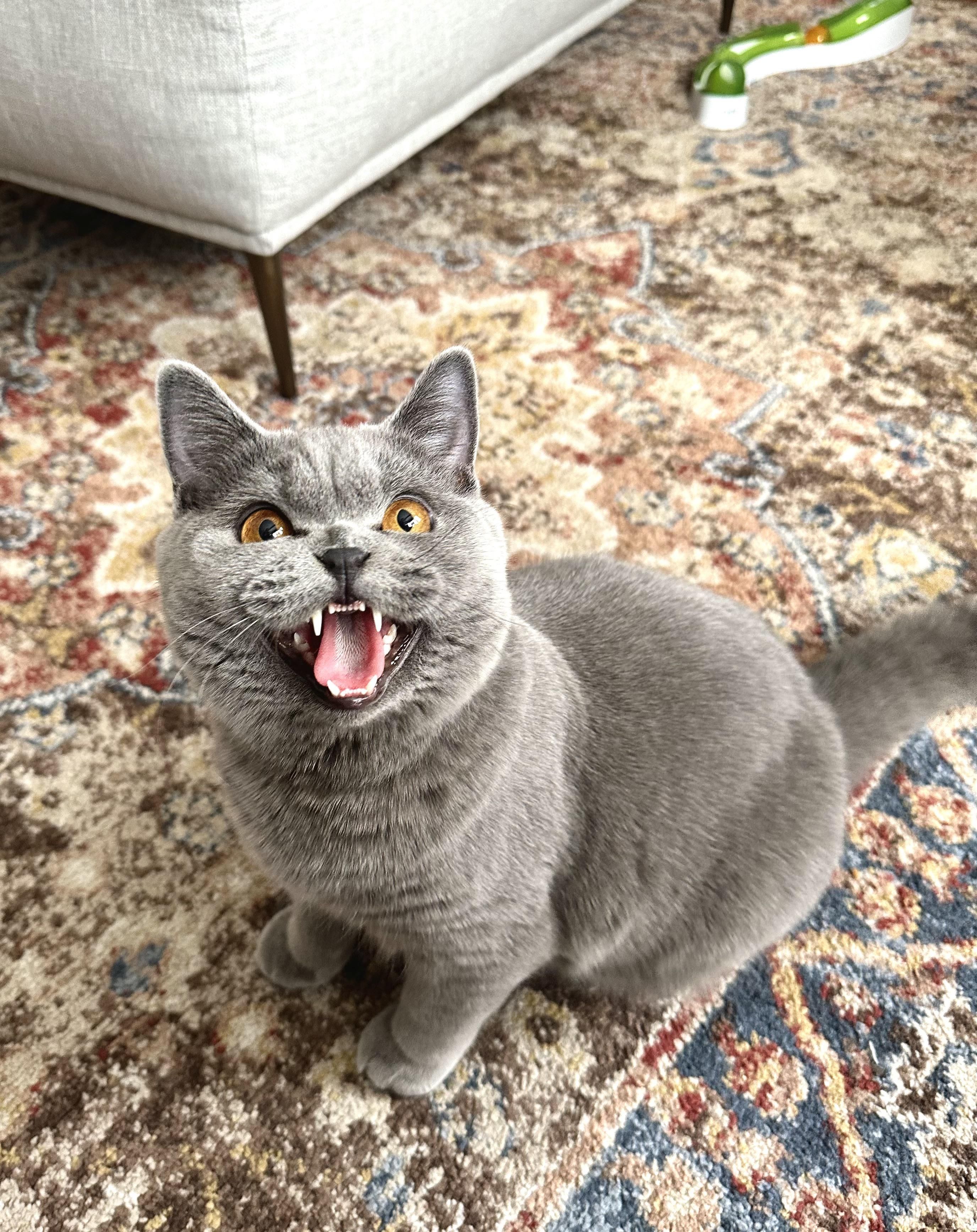For some reason this is the face my cat makes when he’s having fun