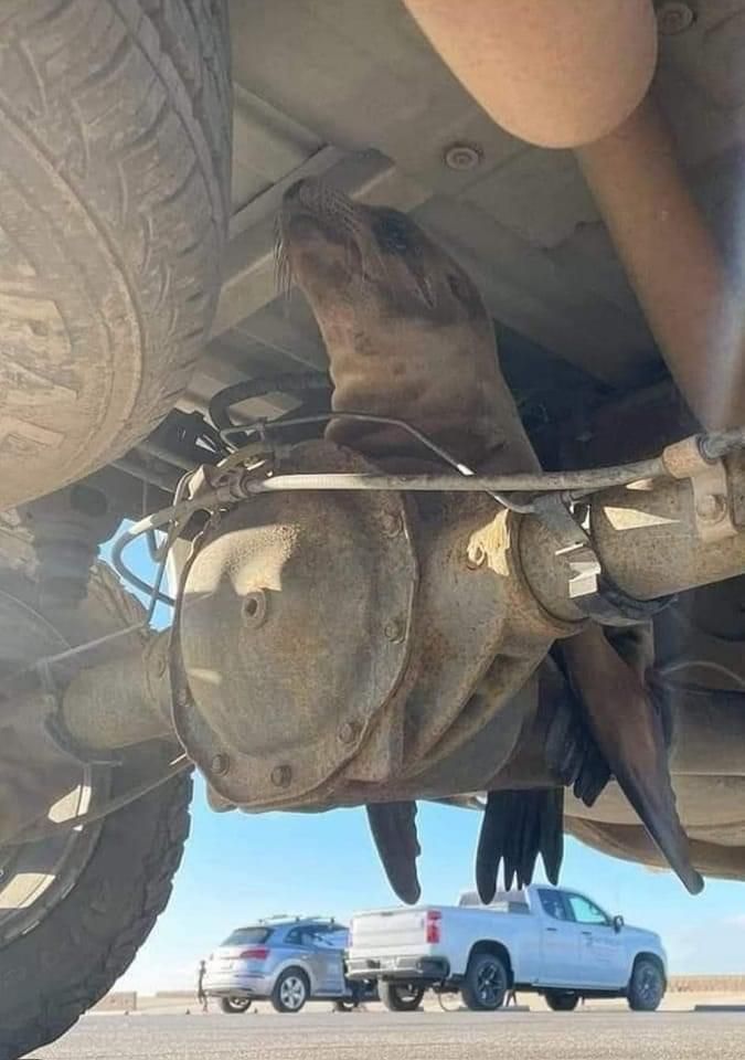 Nothing more disappointing than looking up in under your vehicle after launching your boat and discovering that you have a bad seal on the diff.