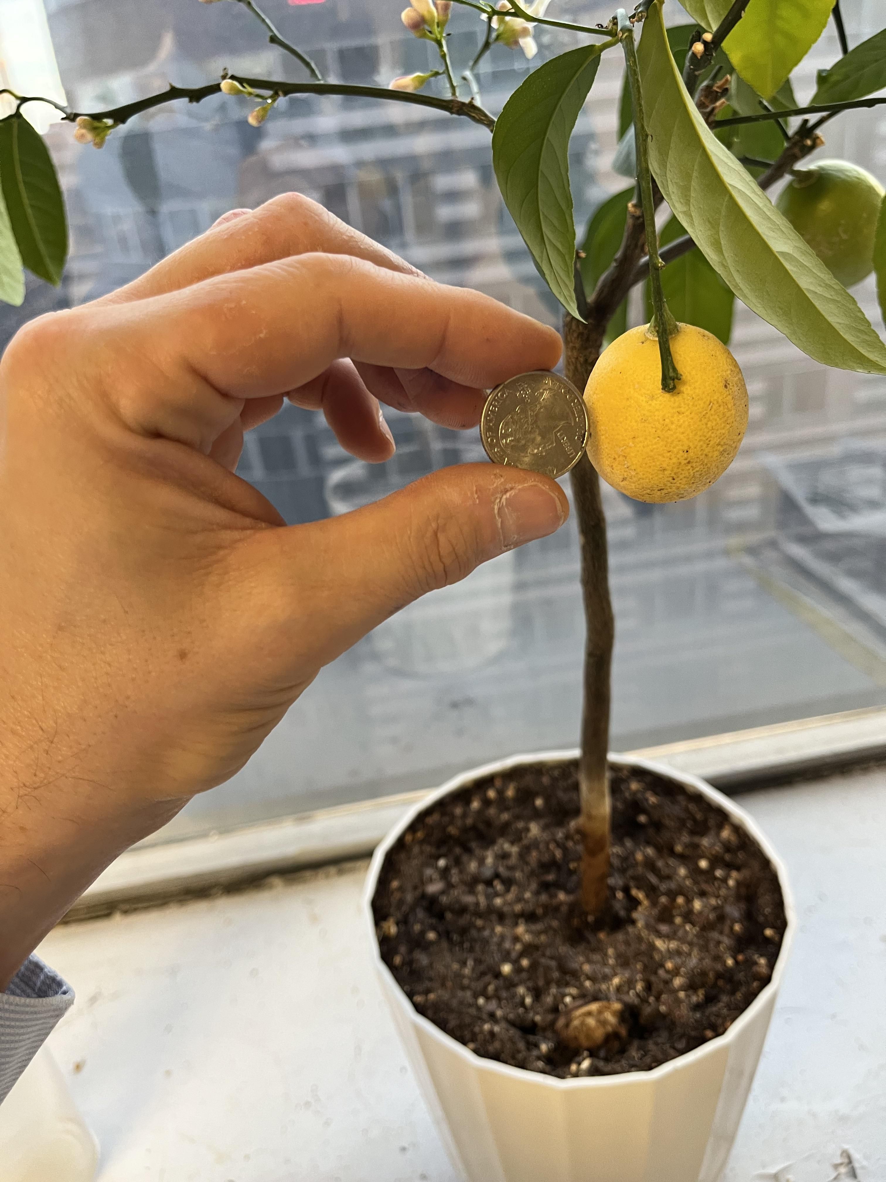 For the doubters - my tiny lemon, my normal thumb, U.S. quarter for scale.