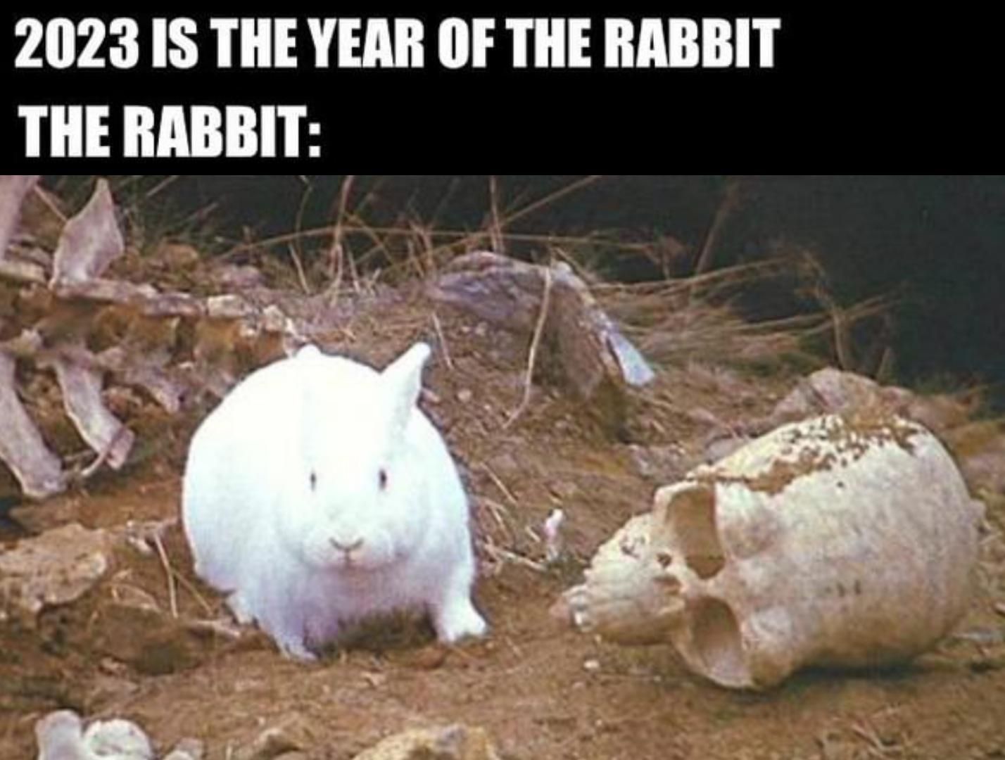 Oh, it's just a harmless little bunny, isn't it?