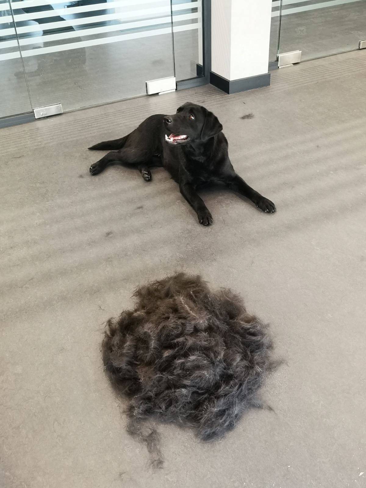 I knew labs shed their winter coat, but WOW