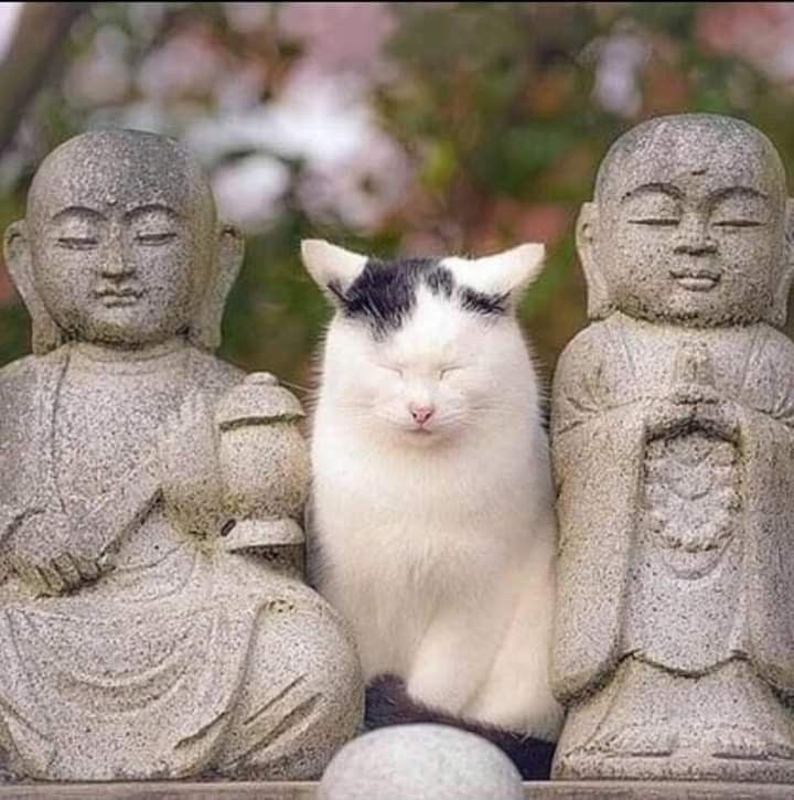 Monk Meow and his disciples.