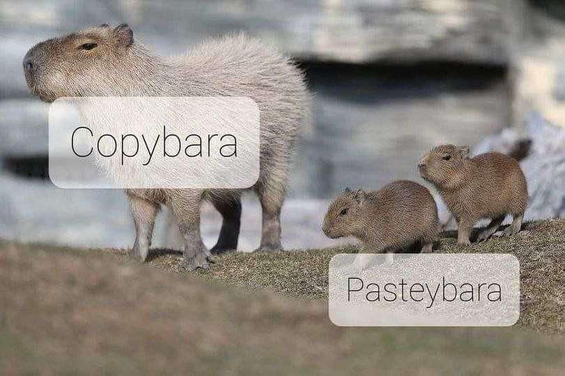 copybara