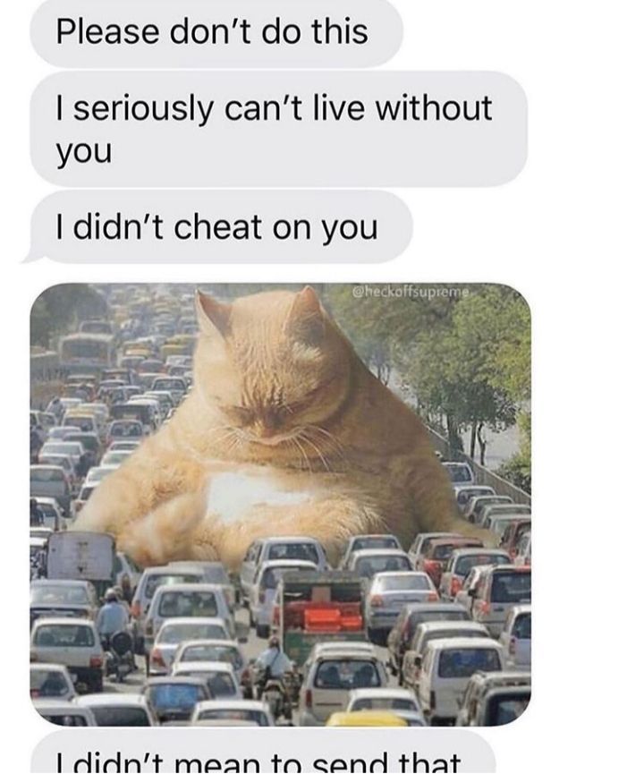 funy cat tho