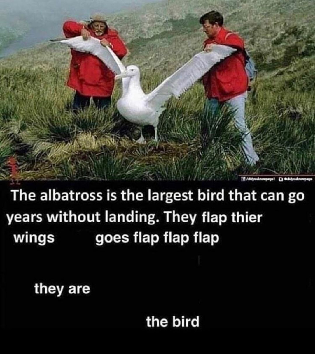 flap is done by bird