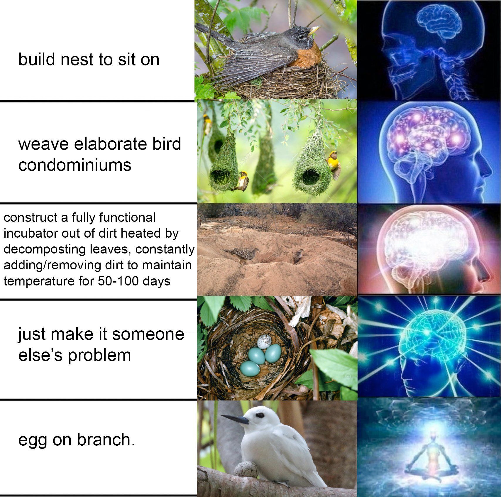 Egg yum (menstruation of birb