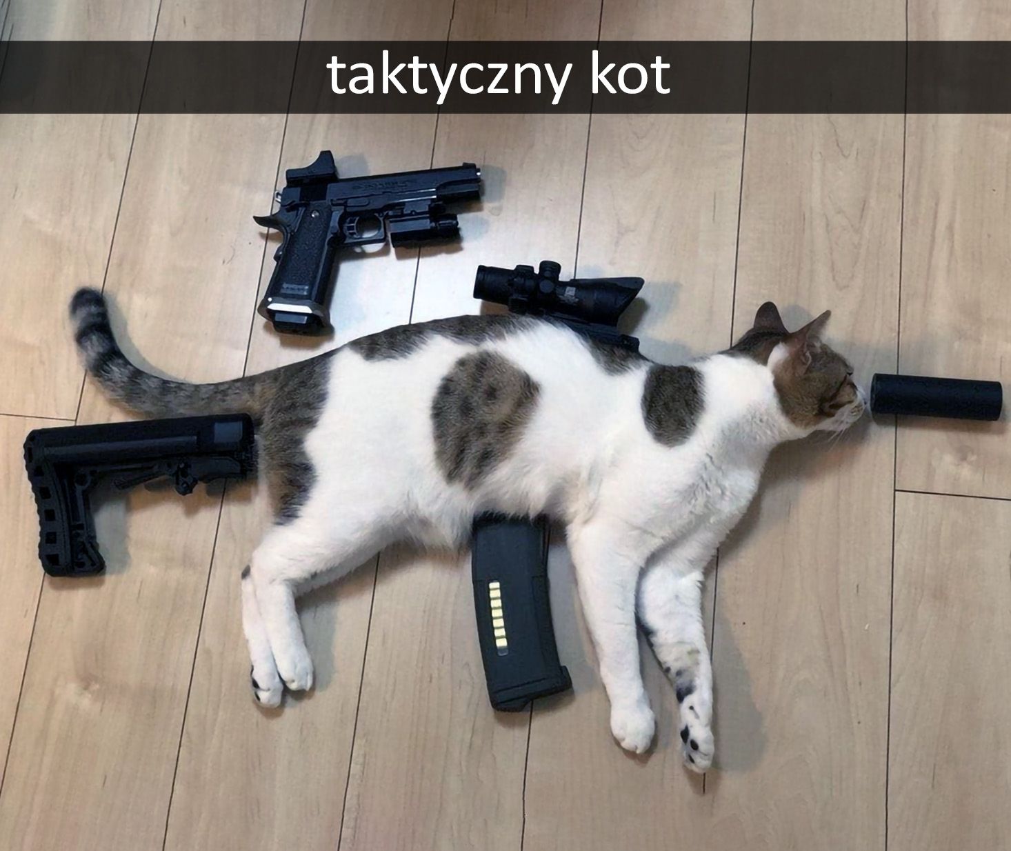 kot