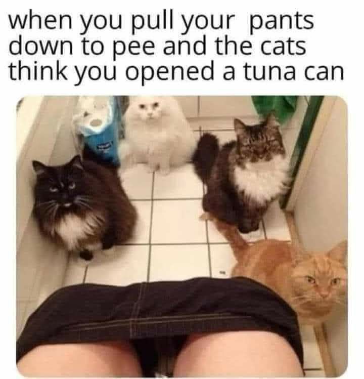 Poor kittahs