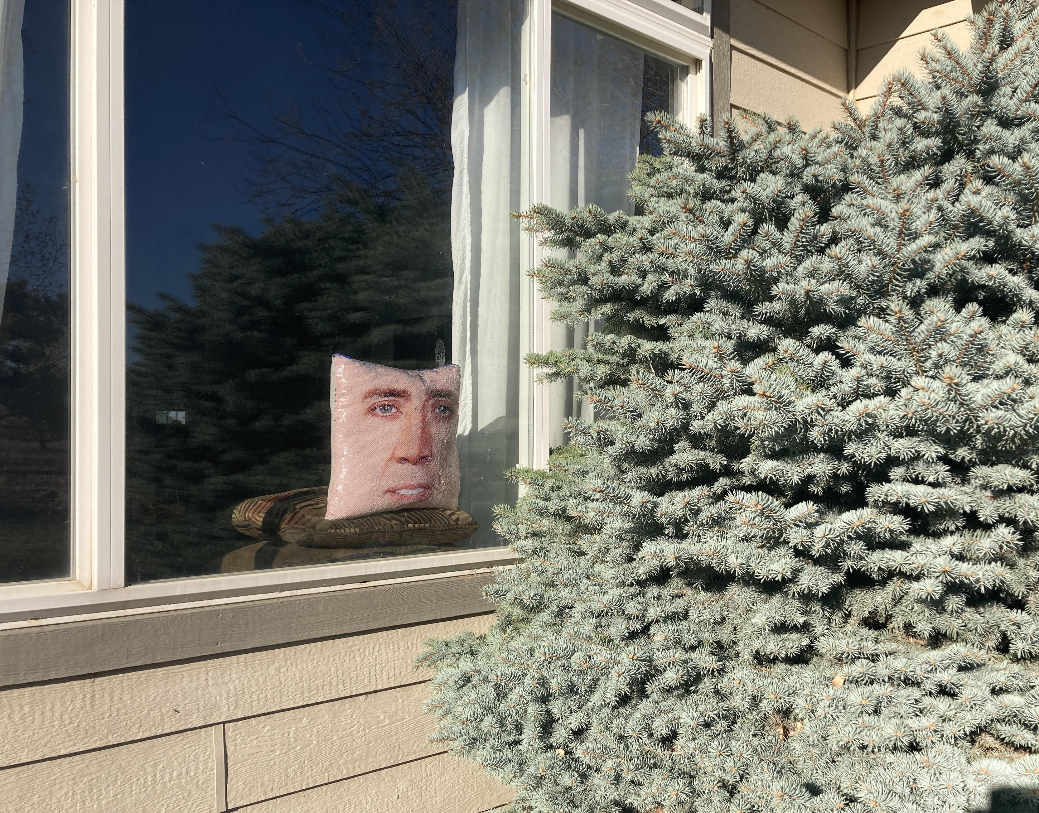For weeks we’ve been having issues with a bird flying into this window. My daughter’s Nicolas Cage pillow solved the problem.