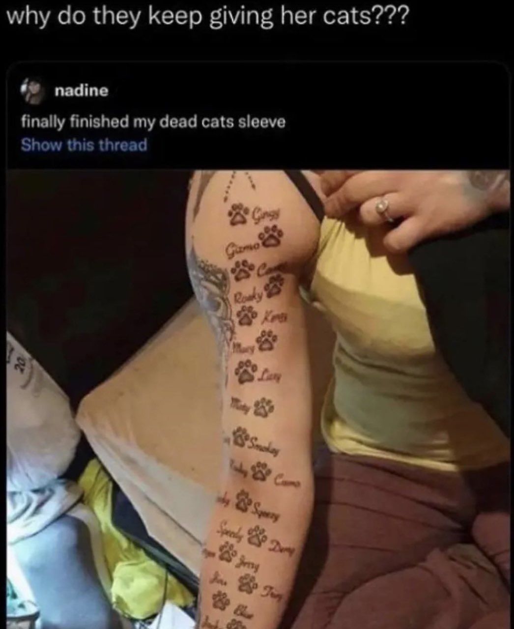 cat