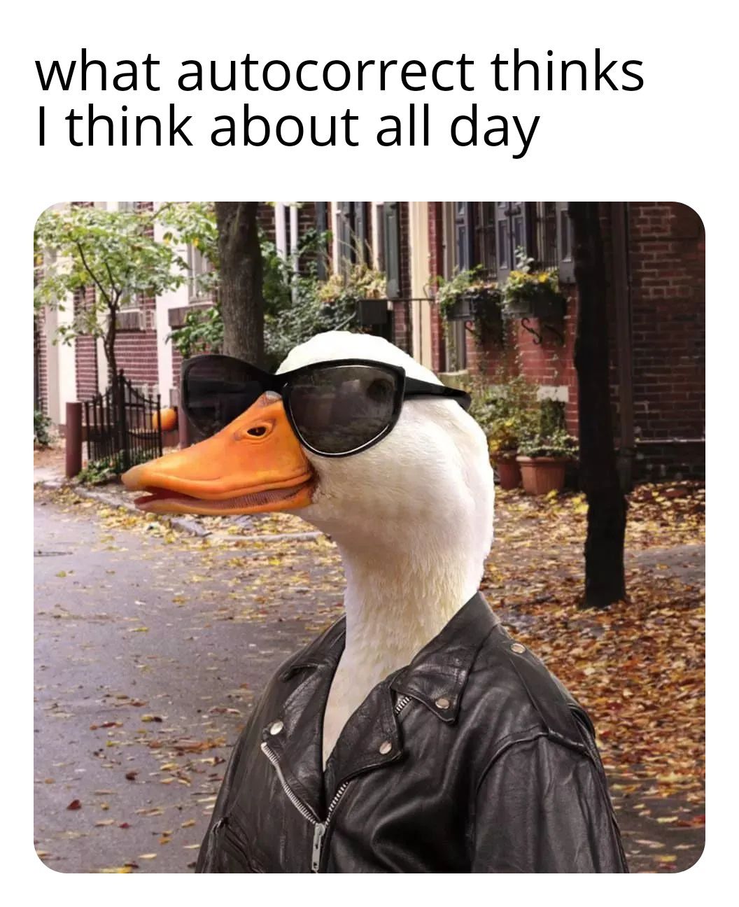someone give me a good duck