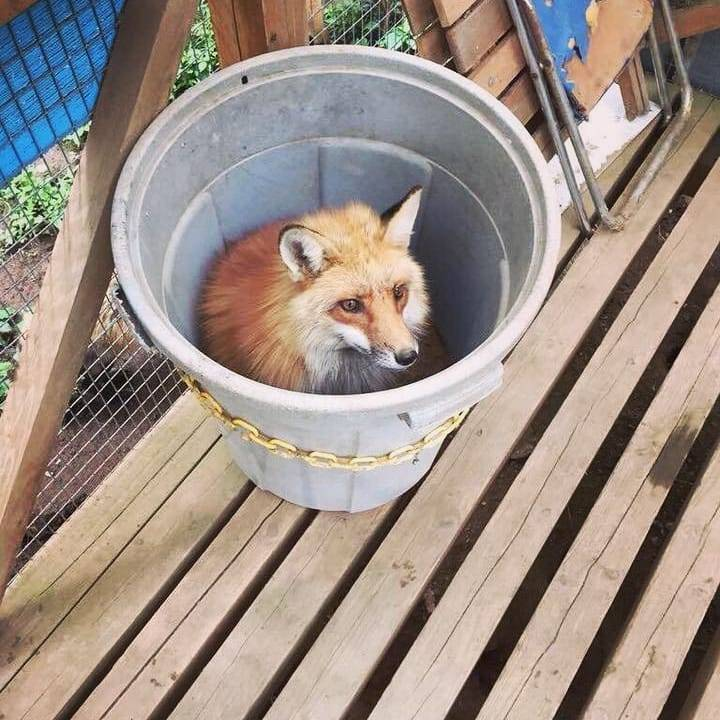 Foxxers are considered vermin in australia