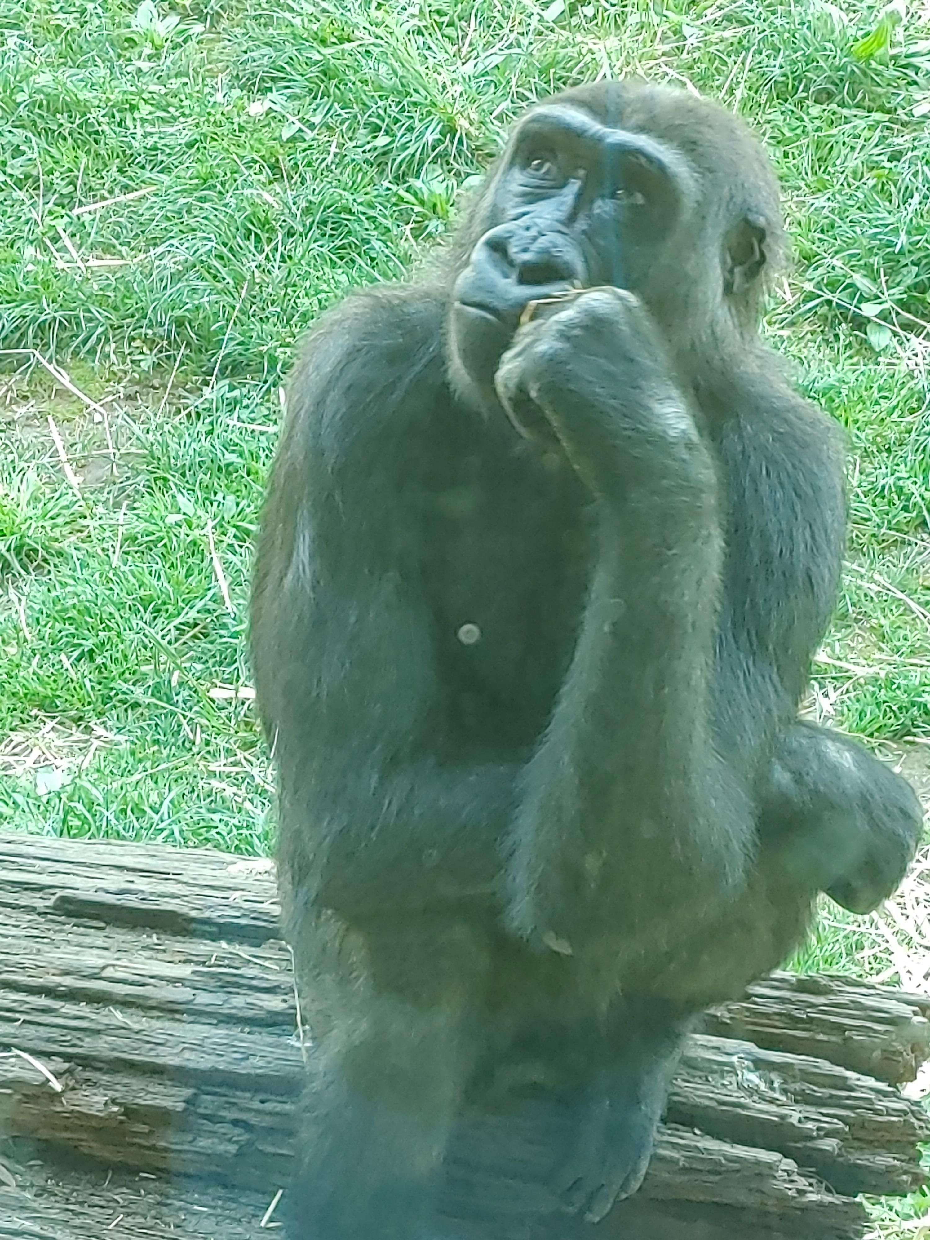 overseen at the philadelphia zoo today.