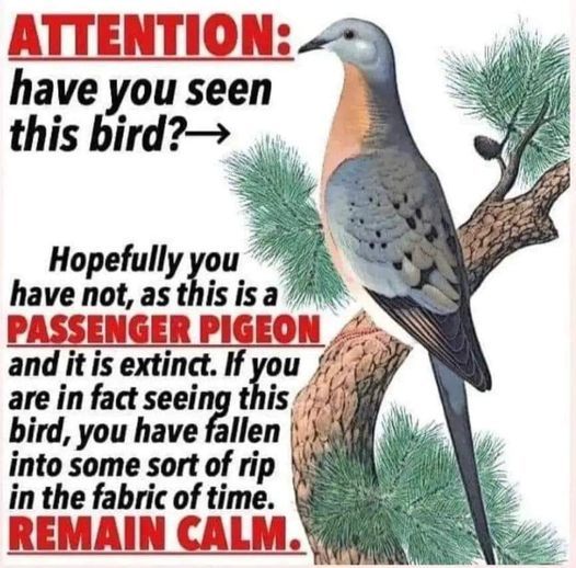 ‮