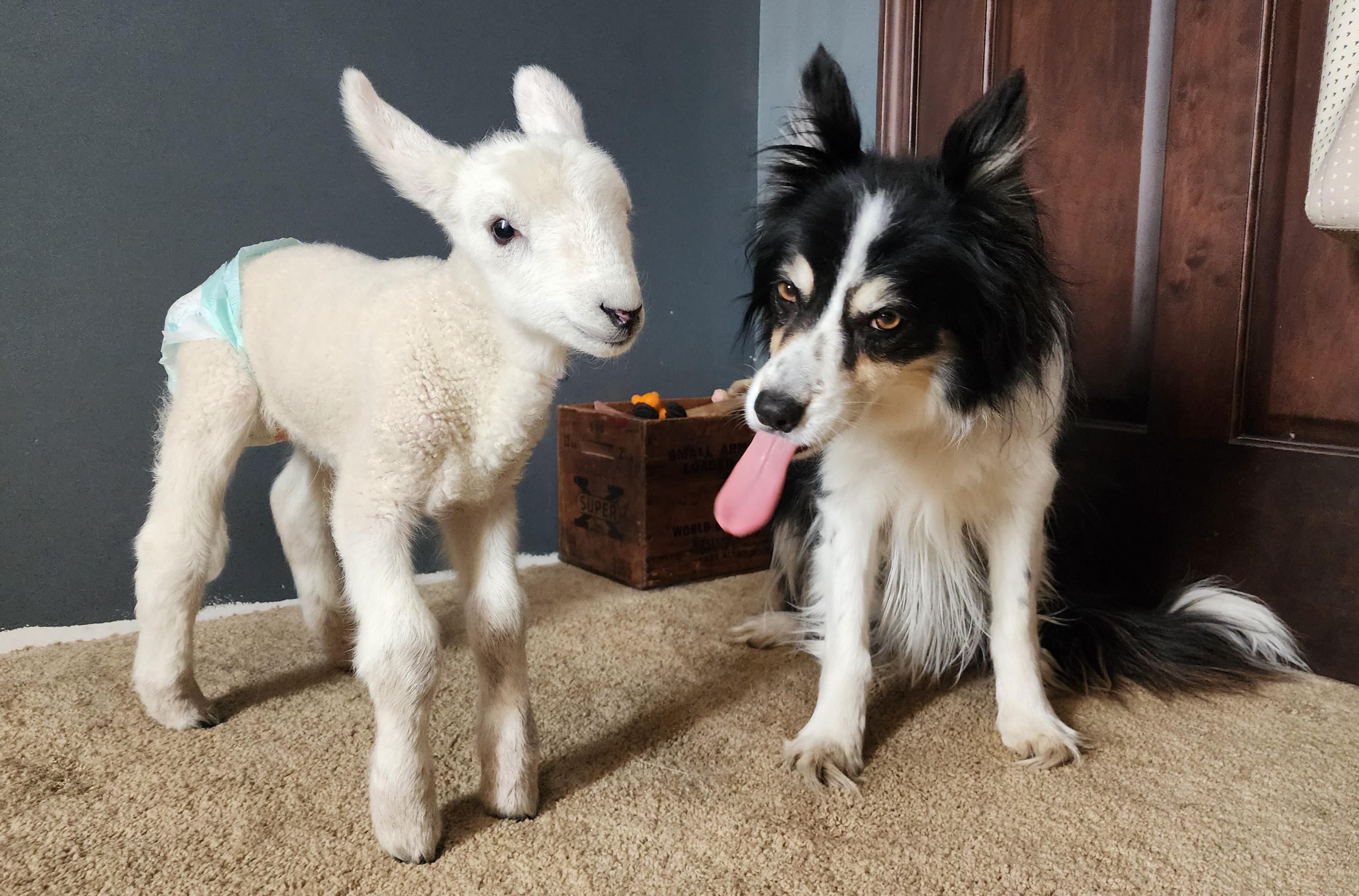 My sheepdog isn't so sure about the sheep in the house
