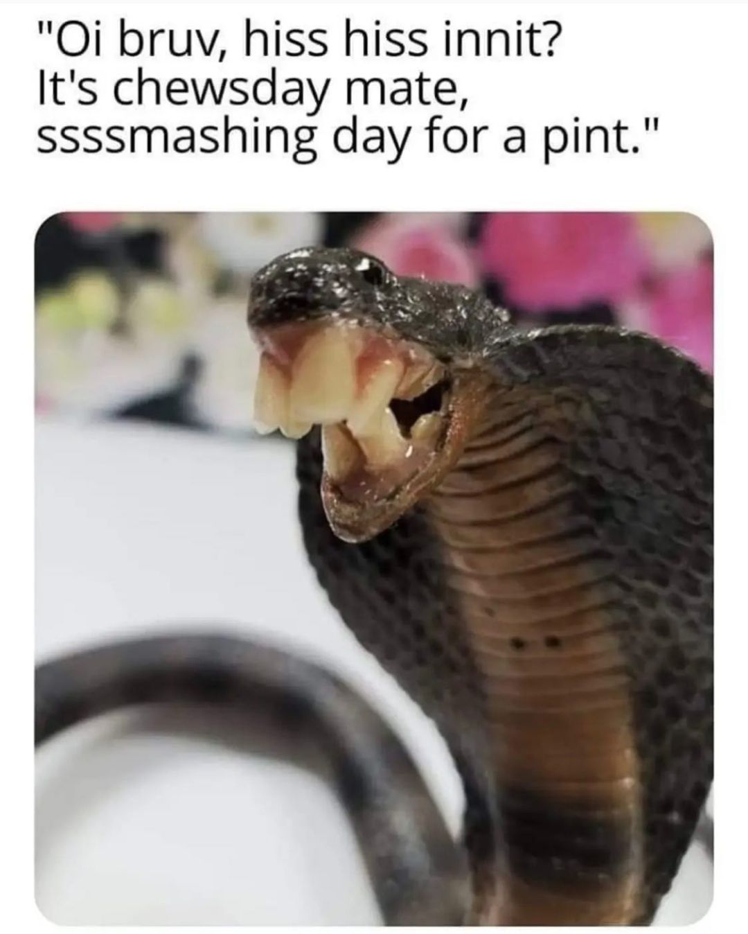 Hiss