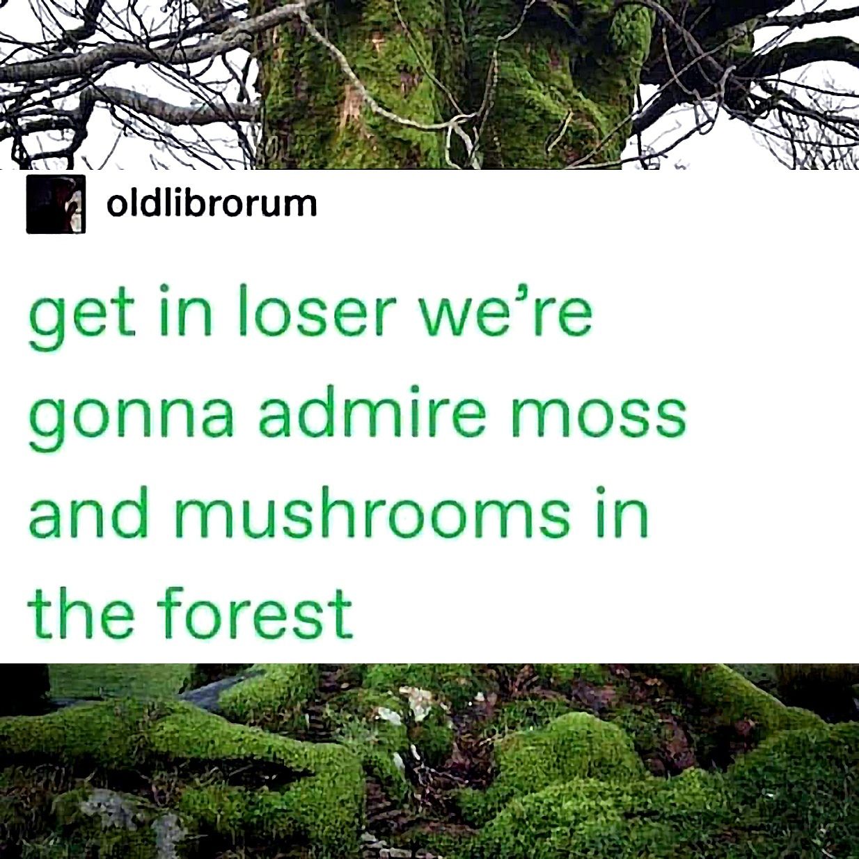 moss