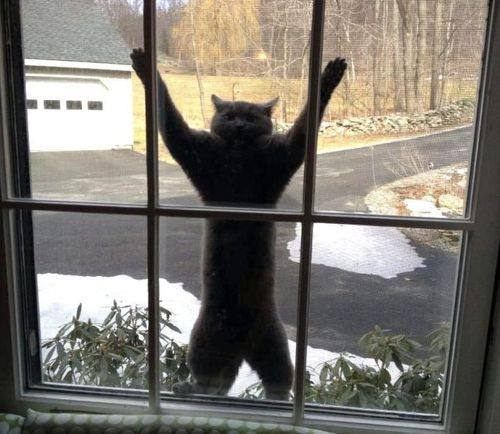 Human! I demand that you let me in immediately or otherwise suffer my wrath!