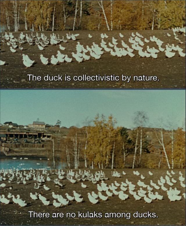 duck