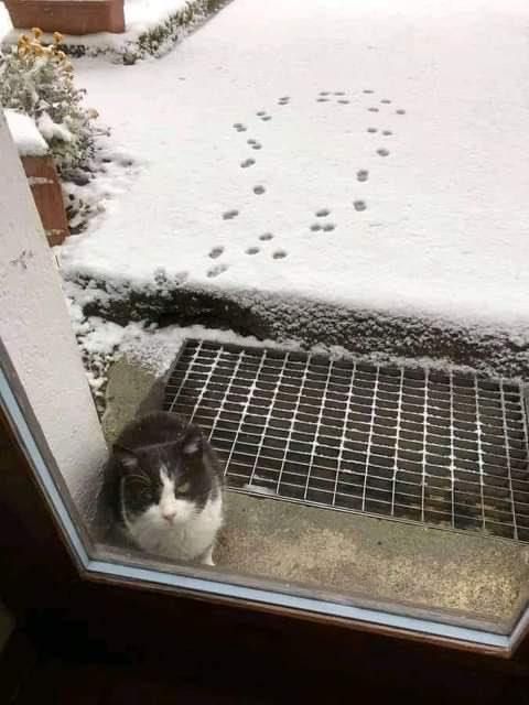 Happy Caturday