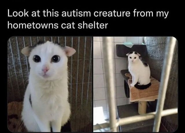 cat
