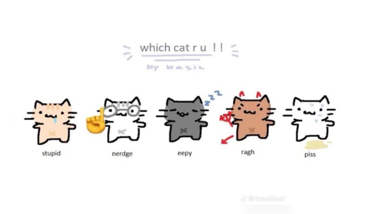 cat