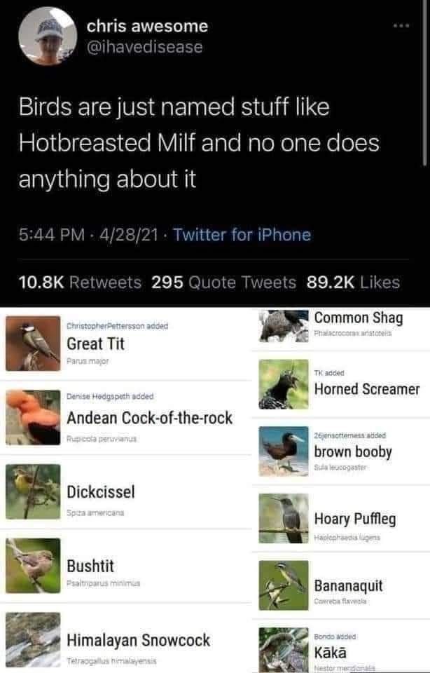 show them the bird