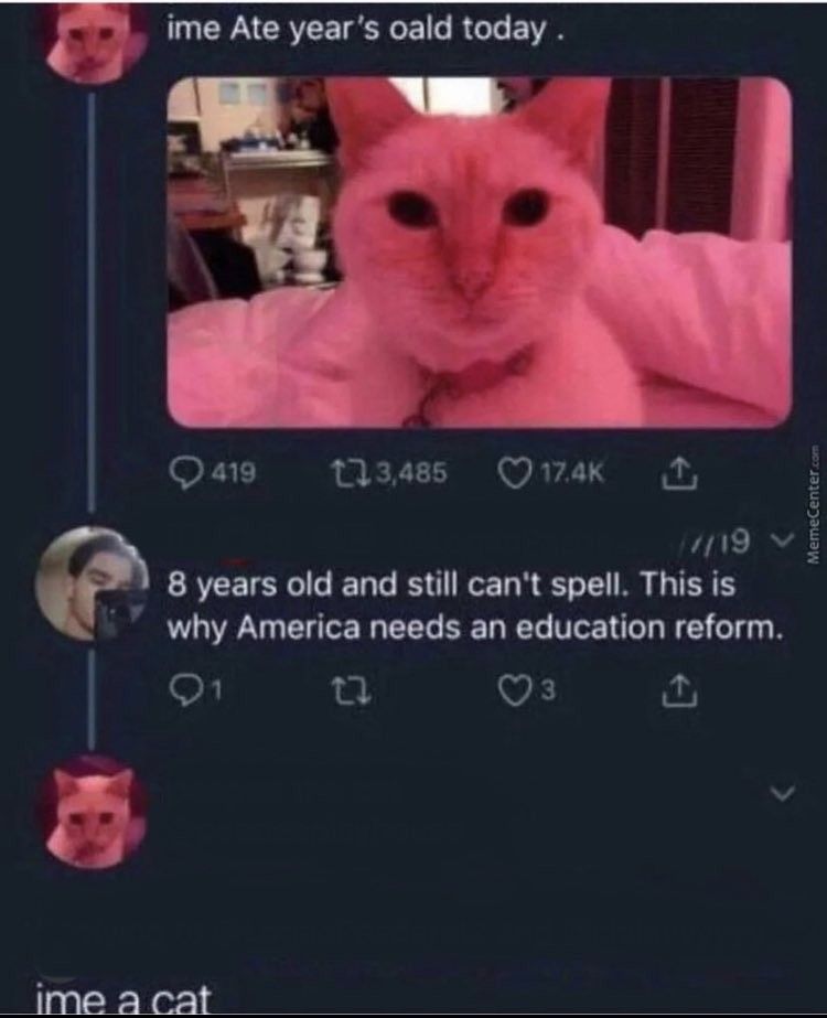 gato