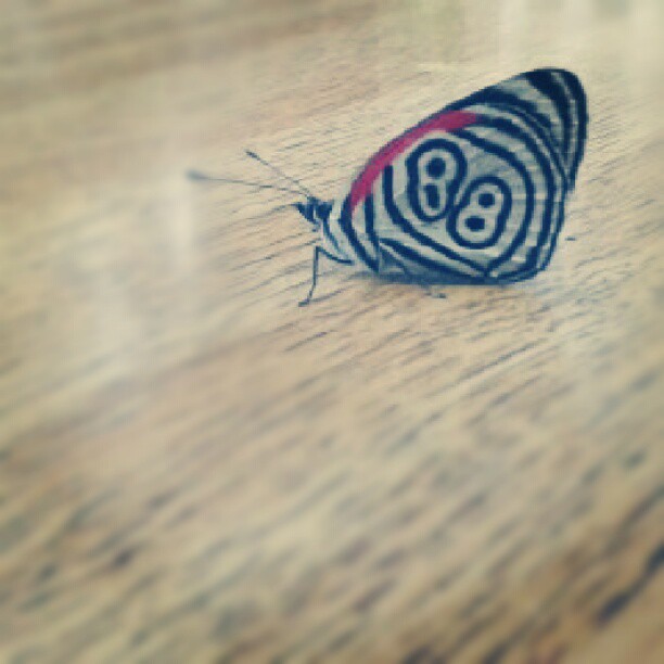 The Eighty-Eight Butterfly