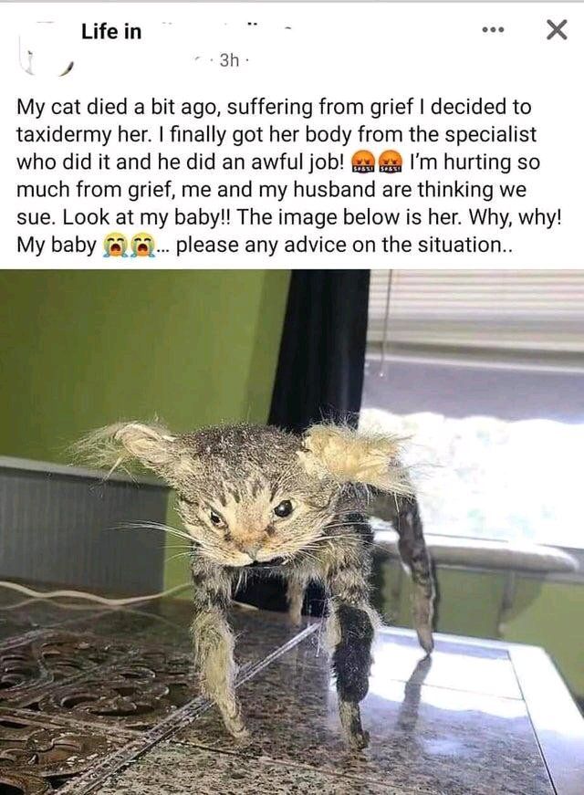 Gato