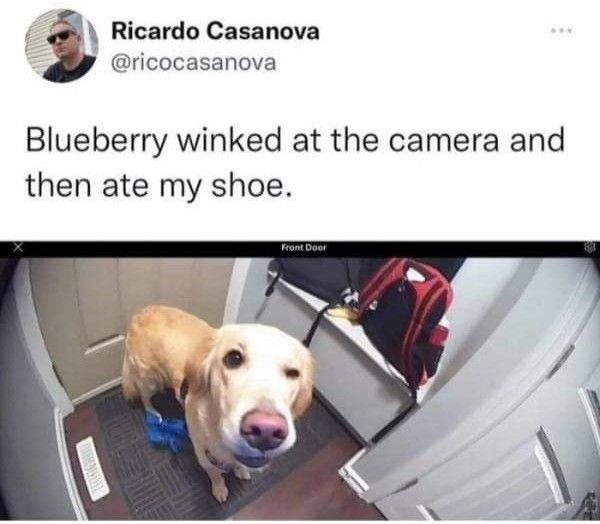 cool dogo