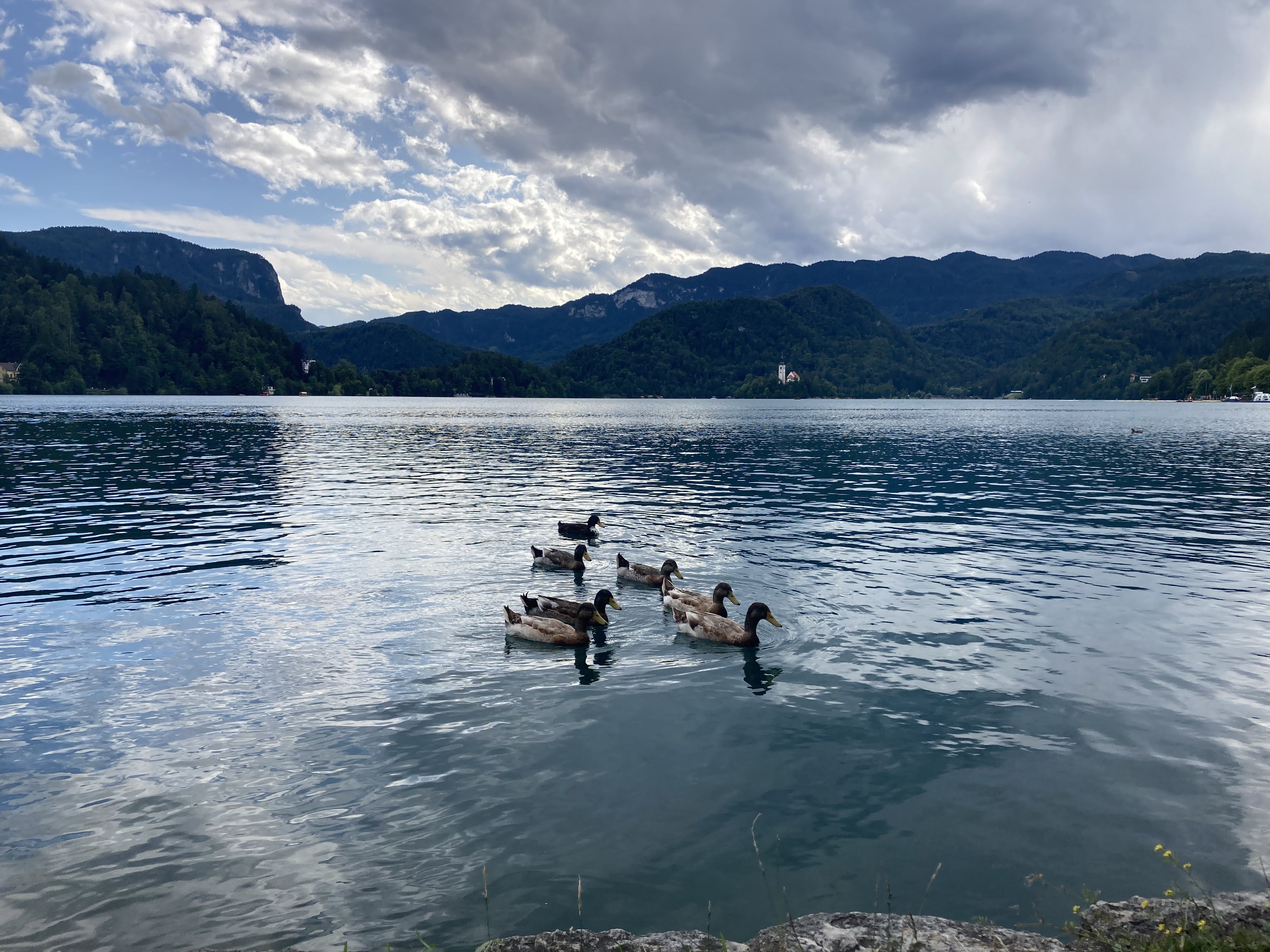 Slov_ enian ducks in Bled. The bad man is nowhere to be found….yet