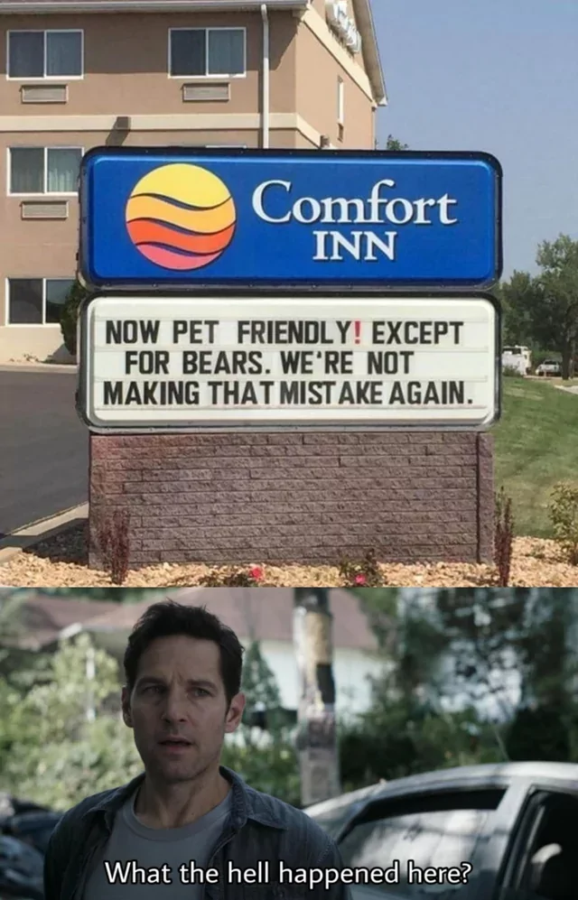 bears