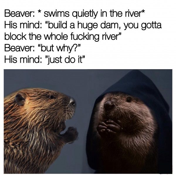 bobr