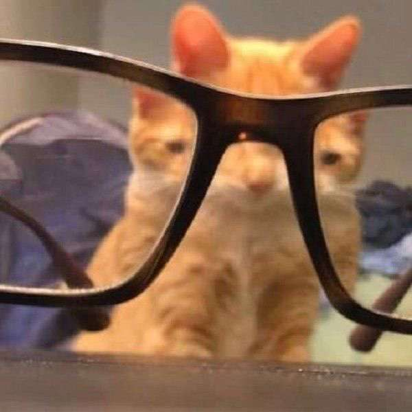 bazinga