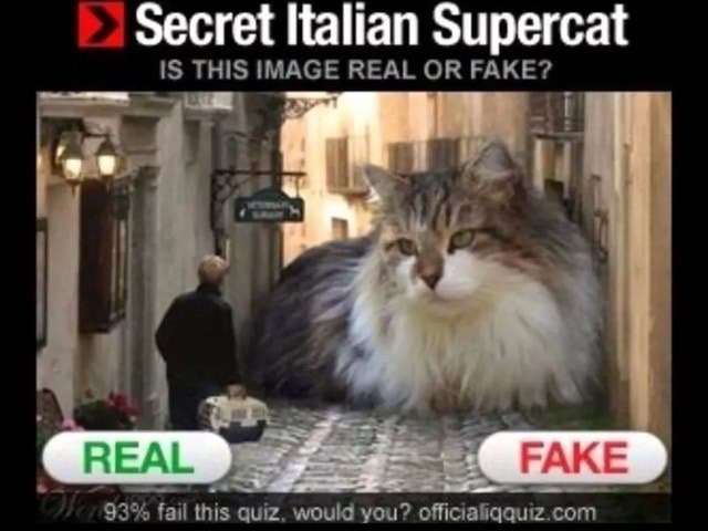 This post has been fact checked by real Italian catkeepers: TRUE