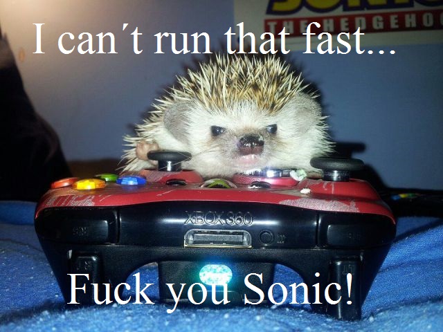 Angry Hedgehog