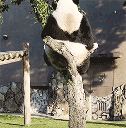 Fat pandas problems