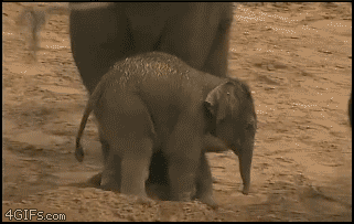 And when a human does this, it's animal cruelty...