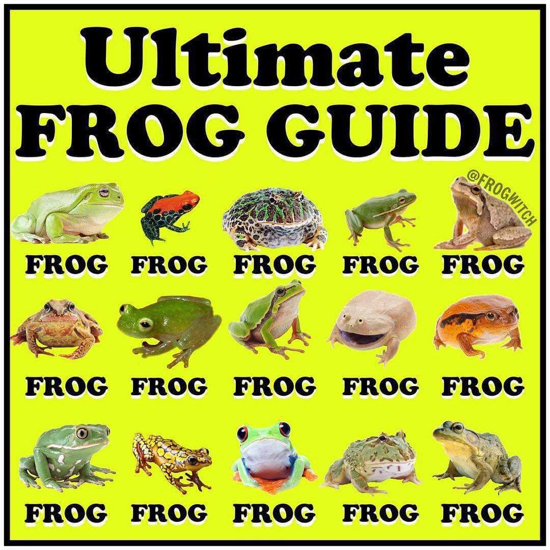 Frog