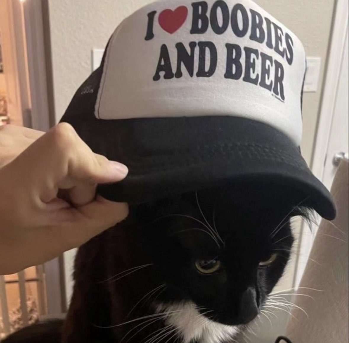 the cat