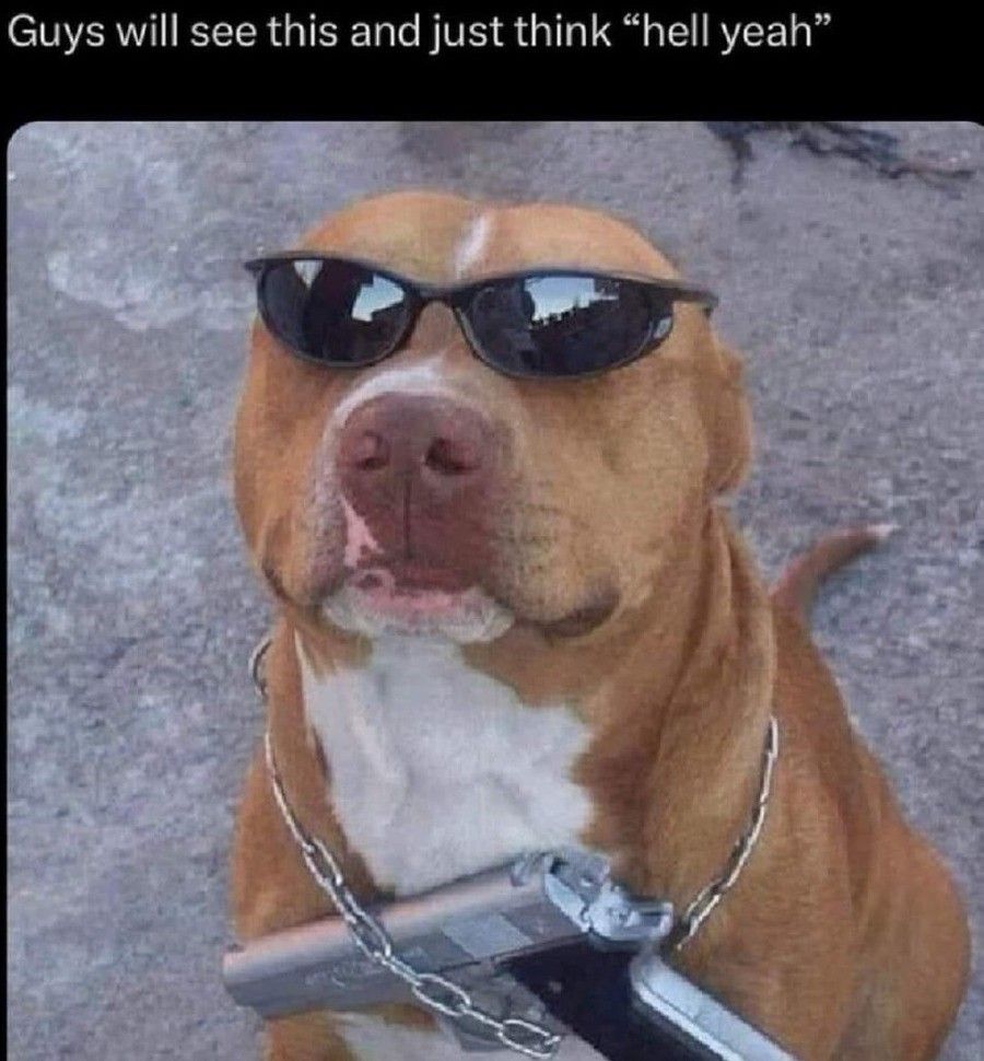This dog is cooler than all of us combined