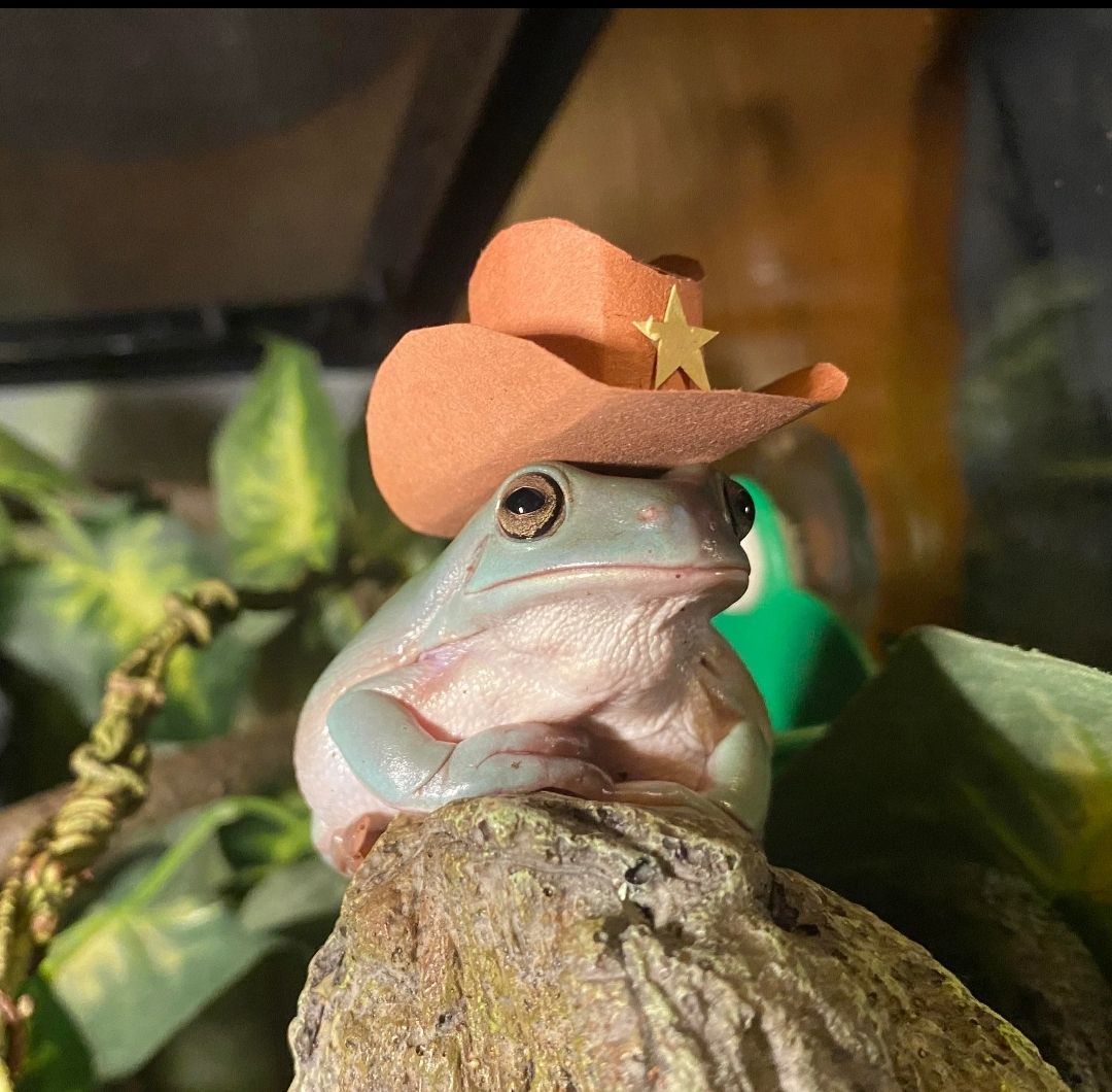 It's Wednesday my dudes
